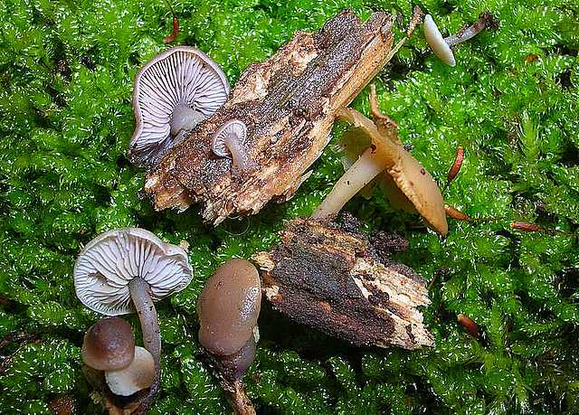 2005 :  Un anno di funghi